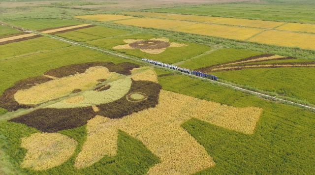 小花獅稻田畫(huà).jpg